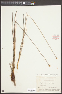 Xyris caroliniana image