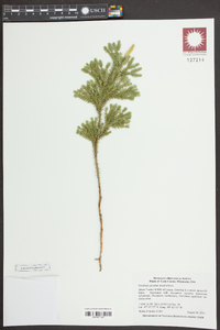 Dendrolycopodium dendroideum image