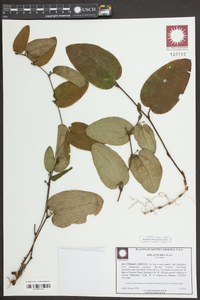 Smilax pumila image