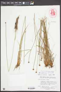 Xyris baldwiniana image