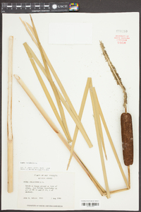 Typha angustifolia image