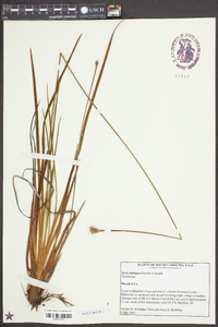 Xyris ambigua image