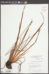 Xyris ambigua image
