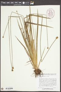 Xyris ambigua image
