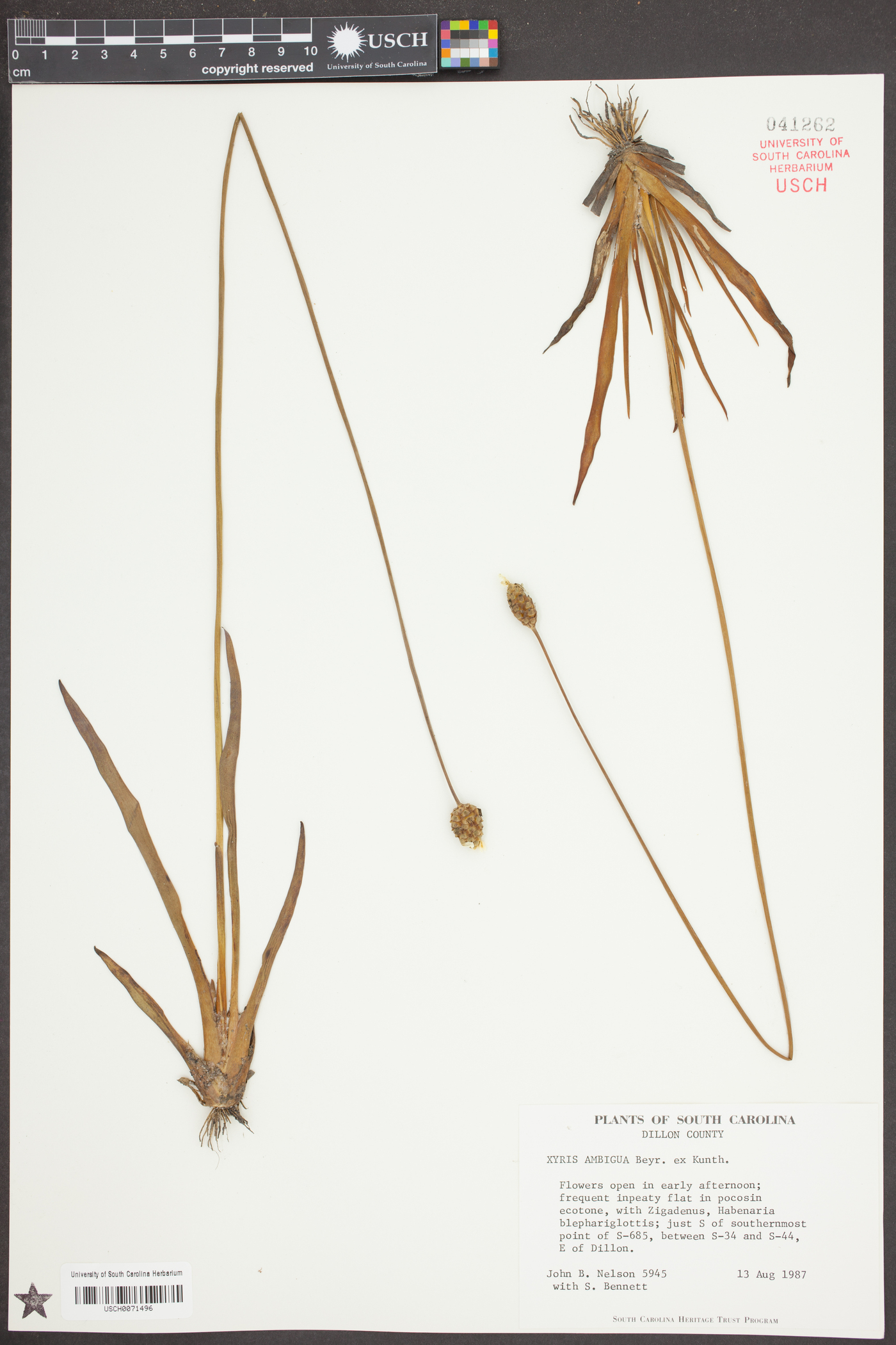 Xyris ambigua image