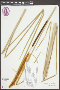 Typha angustifolia image