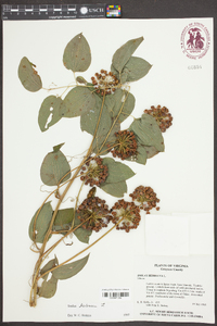 Smilax herbacea image