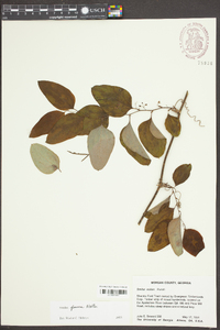 Smilax walteri image