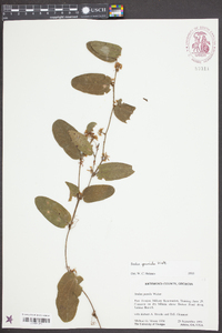 Smilax pumila image