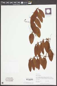 Smilax laurifolia image