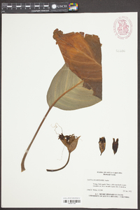 Tacca chantrieri image