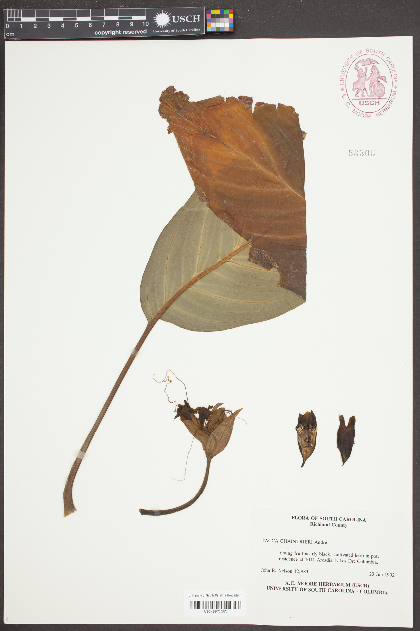 Tacca chantrieri image