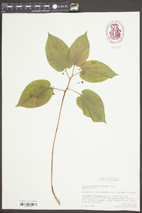 Croomia pauciflora image