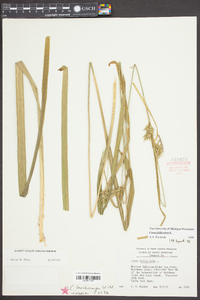 Carex folliculata image