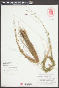 Rhynchospora stenophylla image