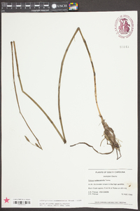 Schoenoplectus etuberculatus image