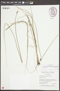 Schoenoplectus etuberculatus image