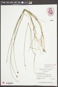 Schoenoplectus subterminalis image