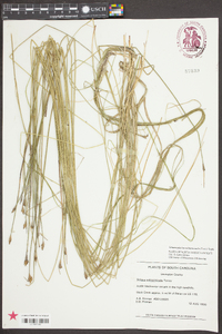 Schoenoplectus subterminalis image