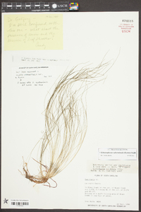 Schoenoplectus subterminalis image