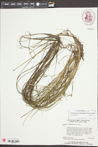 Schoenoplectus subterminalis image