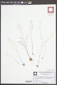 Arabidopsis thaliana image