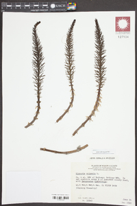 Hippuris vulgaris image