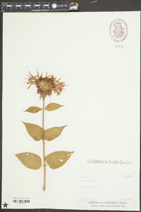 Monarda didyma image