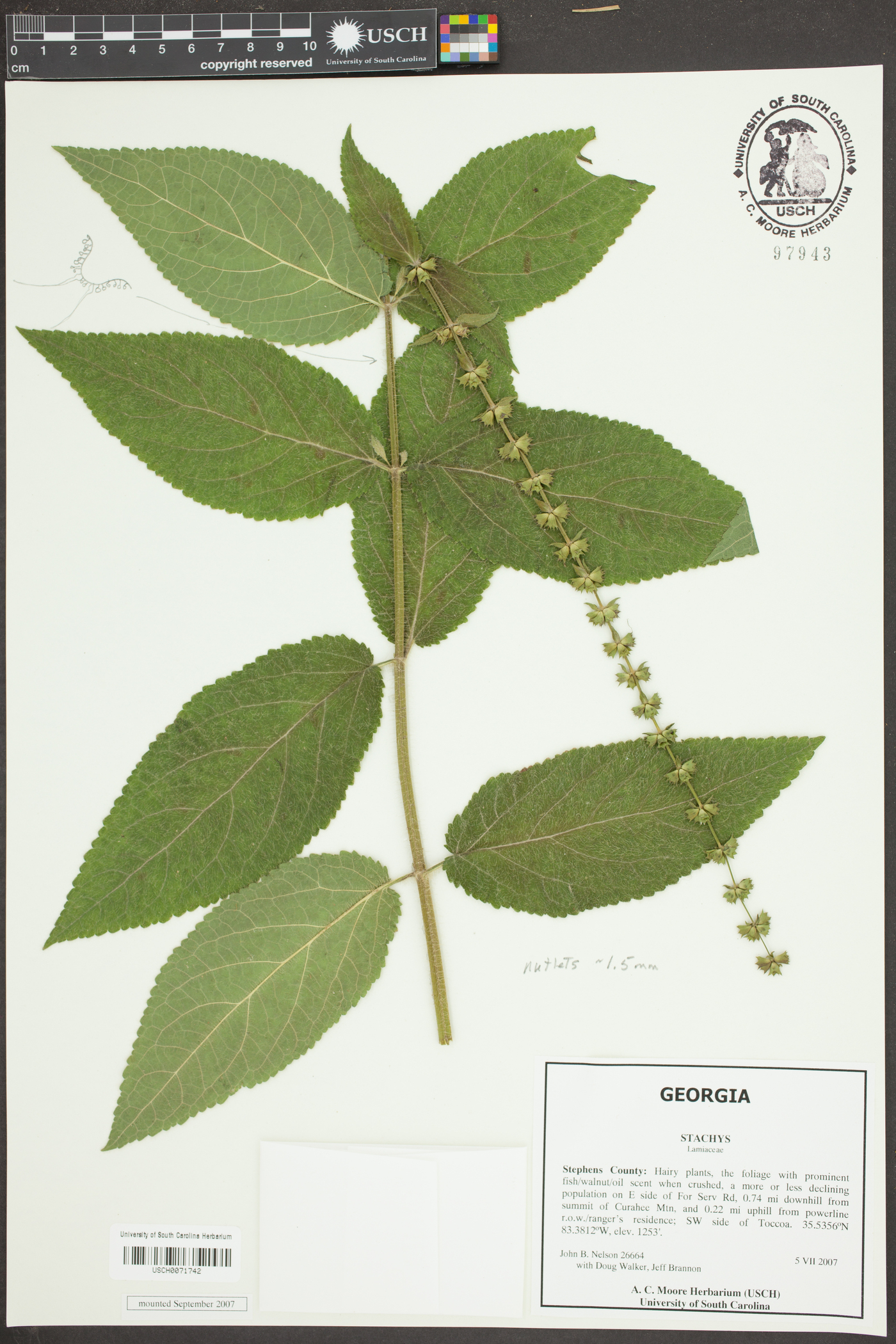 Stachys glandulosissima image