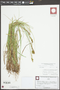 Carex triangularis image