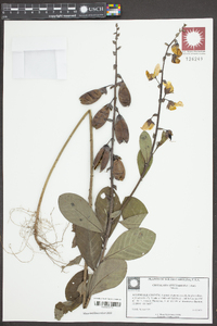 Crotalaria spectabilis image