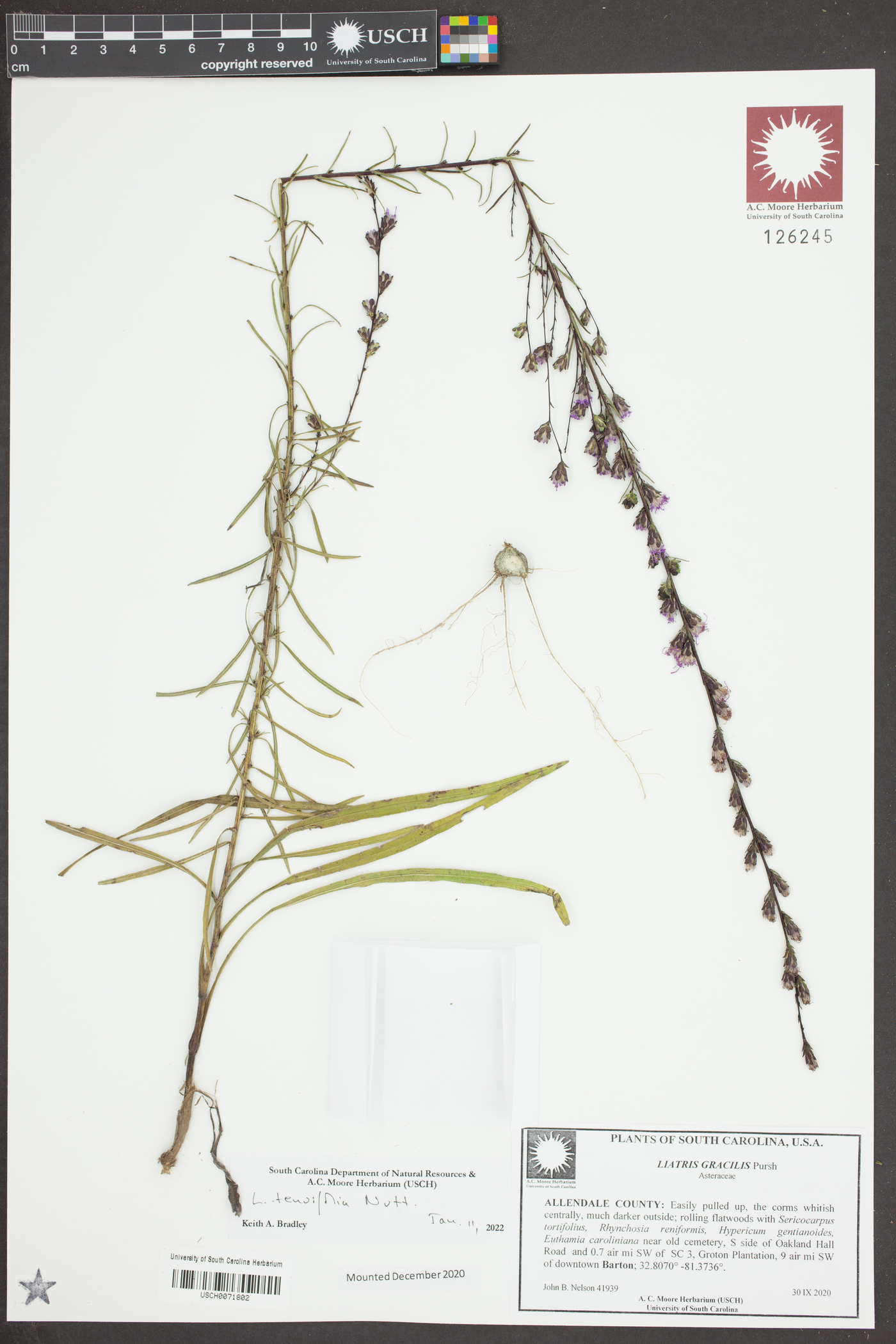 Liatris tenuifolia image