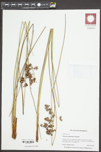 Juncus roemerianus image