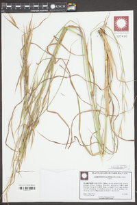 Andropogon glomeratus image