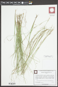 Aristida purpurascens image