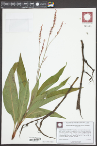 Persicaria densiflora image