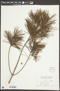 Pinus clausa image