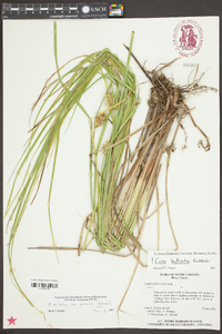 Carex bullata var. greenei image