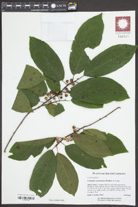 Prunus caroliniana image