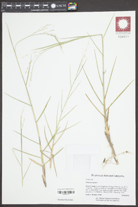 Panicum repens image