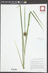 Carex grayi image