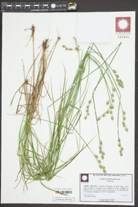 Carex festucacea image