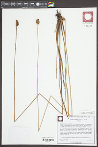 Xyris ambigua image