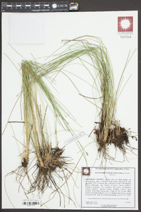 Eleocharis tuberosa image