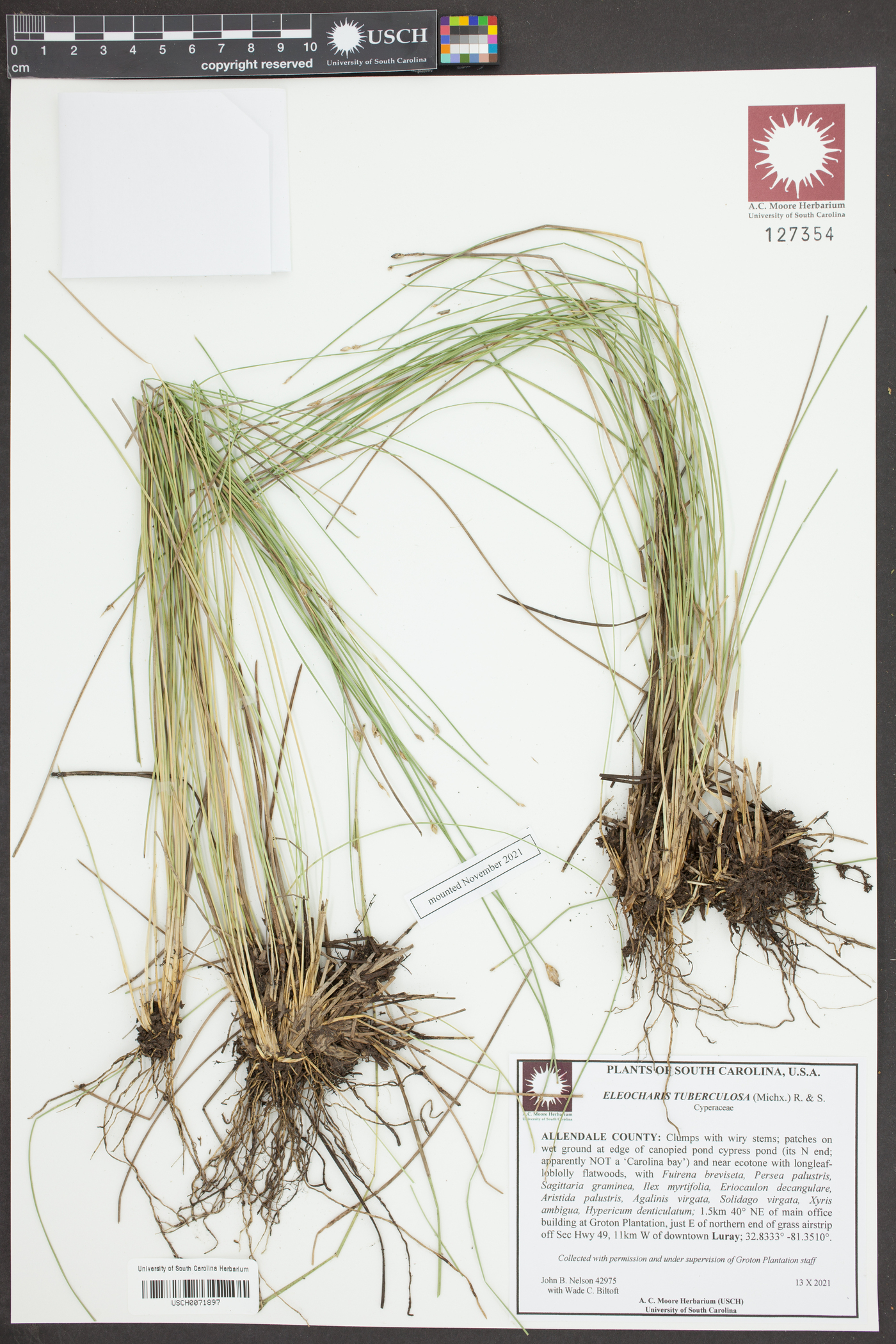 Eleocharis tuberosa image