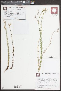 Hypericum setosum image