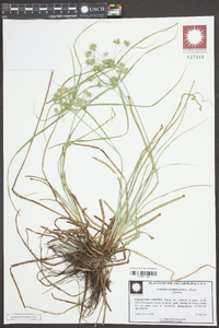 Cyperus echinatus image