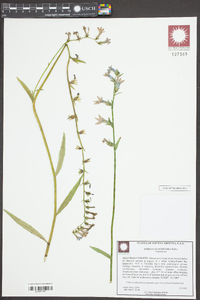 Lobelia glandulosa image