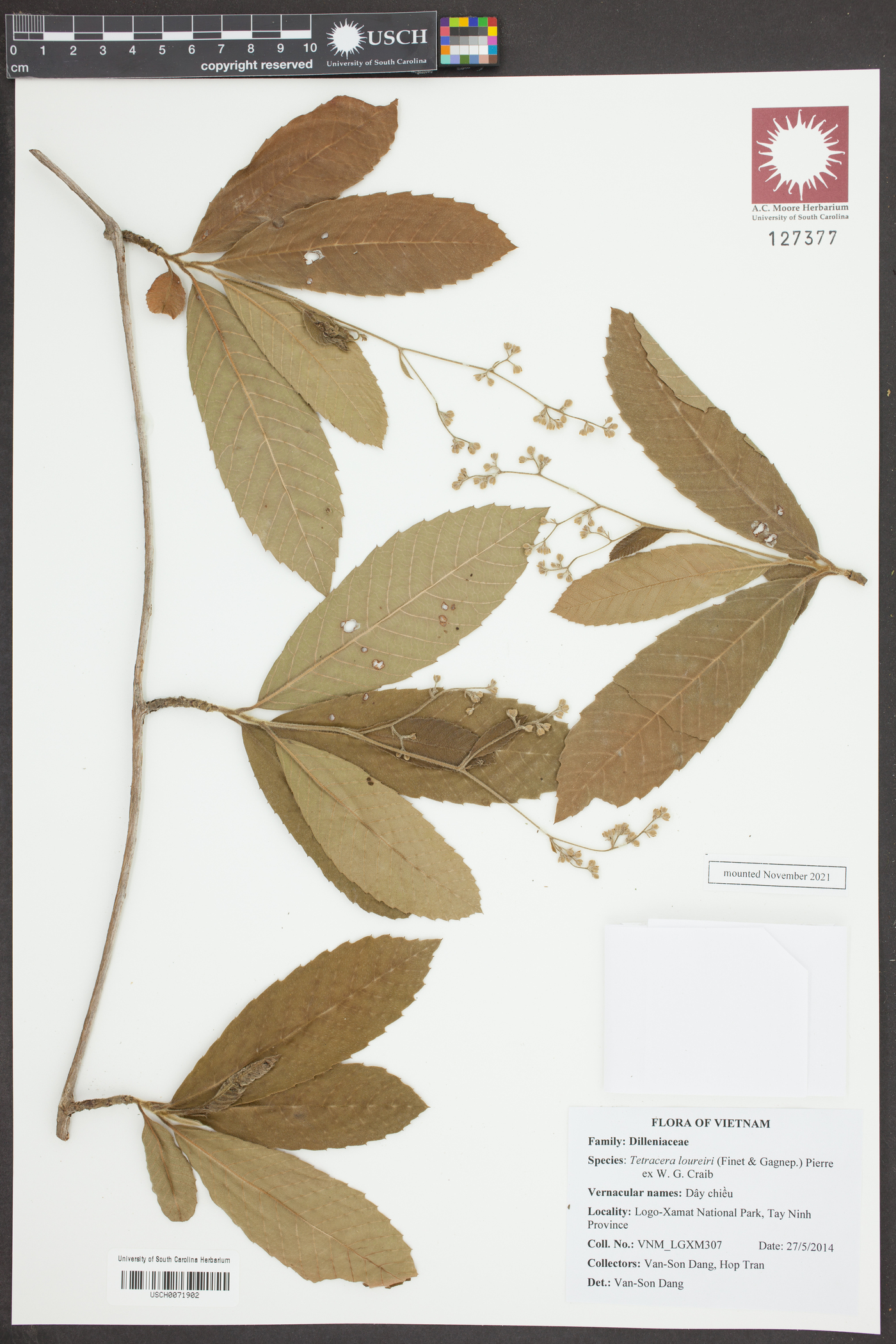 Tetracera loureiri image