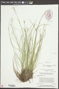 Carex seorsa image